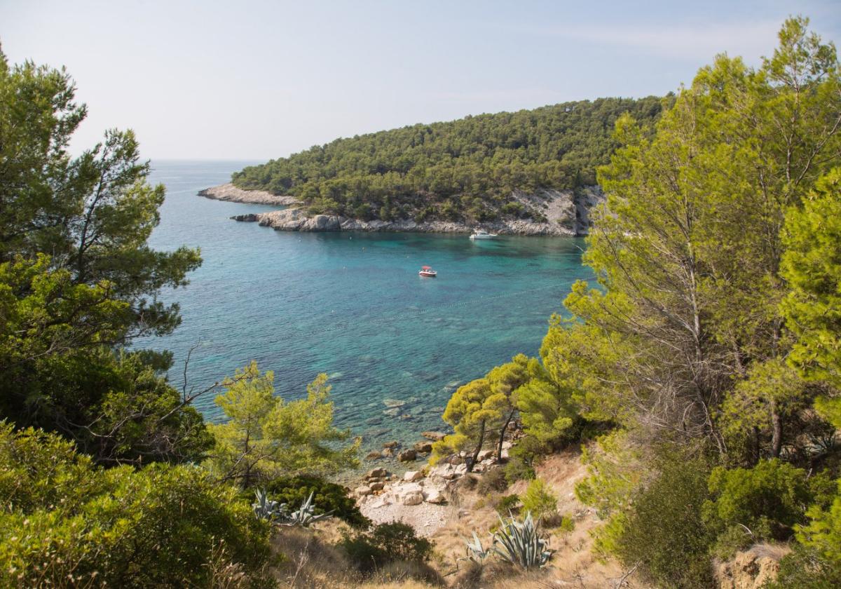 Milna. Sea views through the forest.