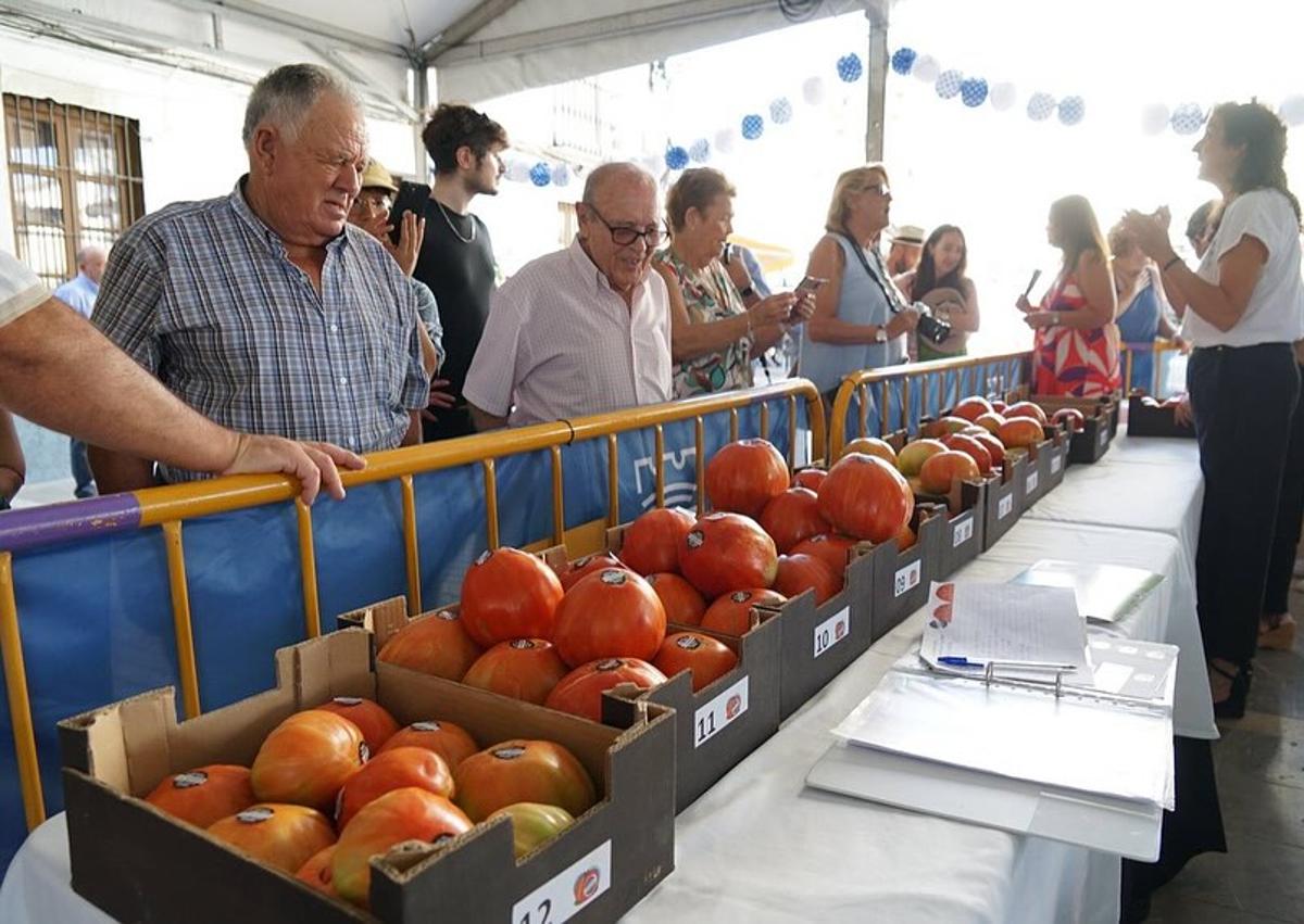 Imagen secundaria 1 - &#039;Bull&#039;s balls&#039; reign supreme at Coín&#039;s tomato festival