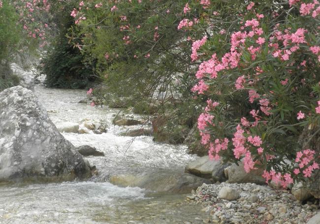 Río Higuerón.