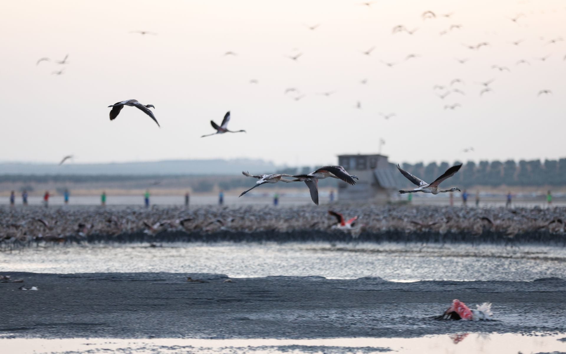 Flamingo ringing returns to Fuente de Piedra after years of drought