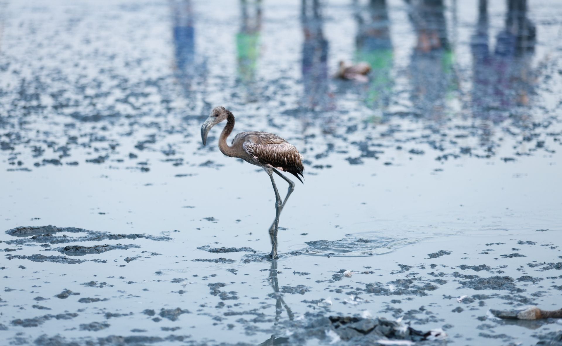 Flamingo ringing returns to Fuente de Piedra after years of drought