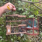 Guardia Civil investigates two people for the illegal capture of protected wild birds
