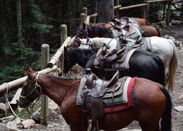 Horse riding is an enjoyable way to see the countryside.