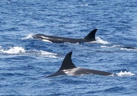 The white orca gladis - the one behind the first attack in 2020 - in the top of the photo.
