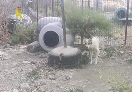 A dog tied with a metal chain in Güéjar Sierra