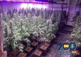 Endesa detects almost 100 electricity fraud cases per day in Andalucía, most for illegal marijuana plantations