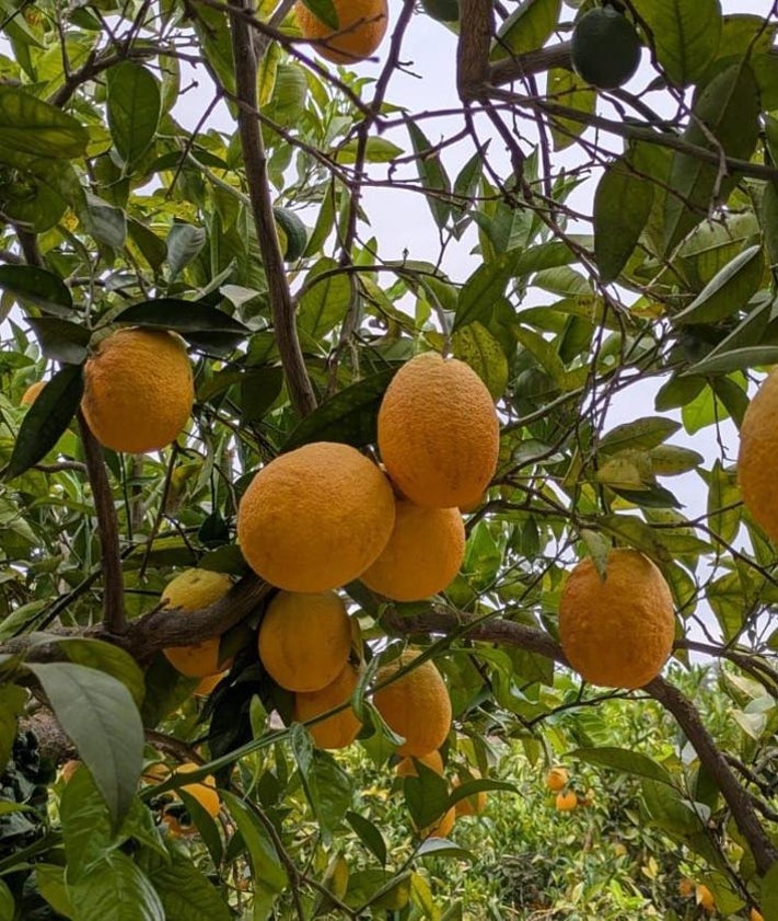 Imagen secundaria 2 - The Malaga town where oranges grow in August