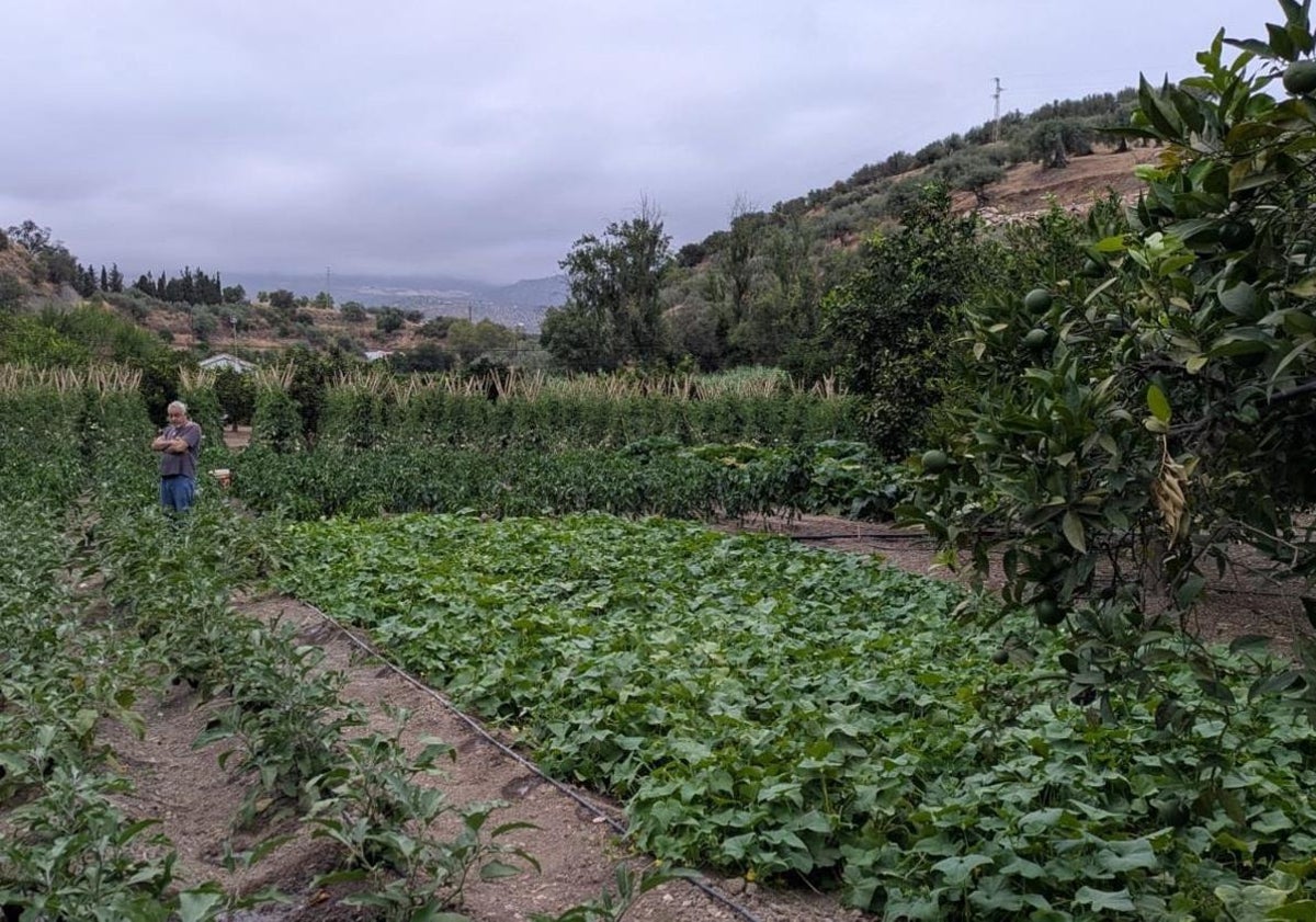 Imagen principal - The Malaga town where oranges grow in August