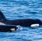Protecting killer whales in the Strait of Gibraltar