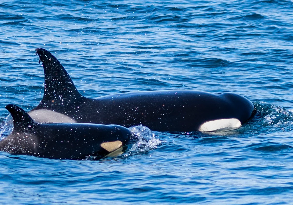 Protecting killer whales in the Strait of Gibraltar